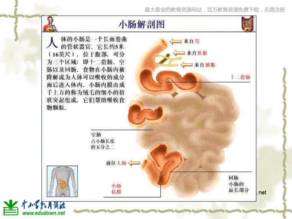 教科小学科学四上《4.5、食物在体内的旅行》PPT课件6_08.png
