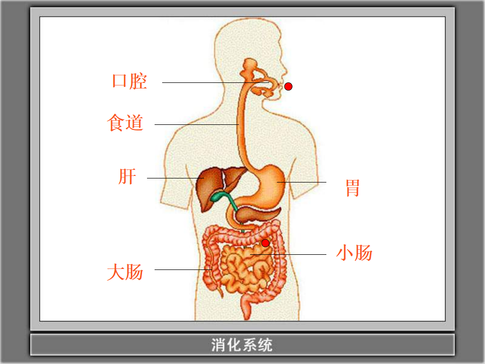 教科小学科学四上《4.5、食物在体内的旅行》PPT课件4_04.png