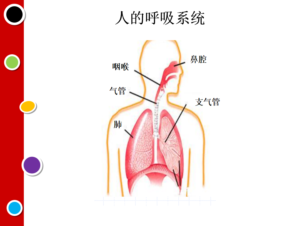 教科小学科学四上《4.3、跳动起来会怎样（一）》PPT课件5_06.png