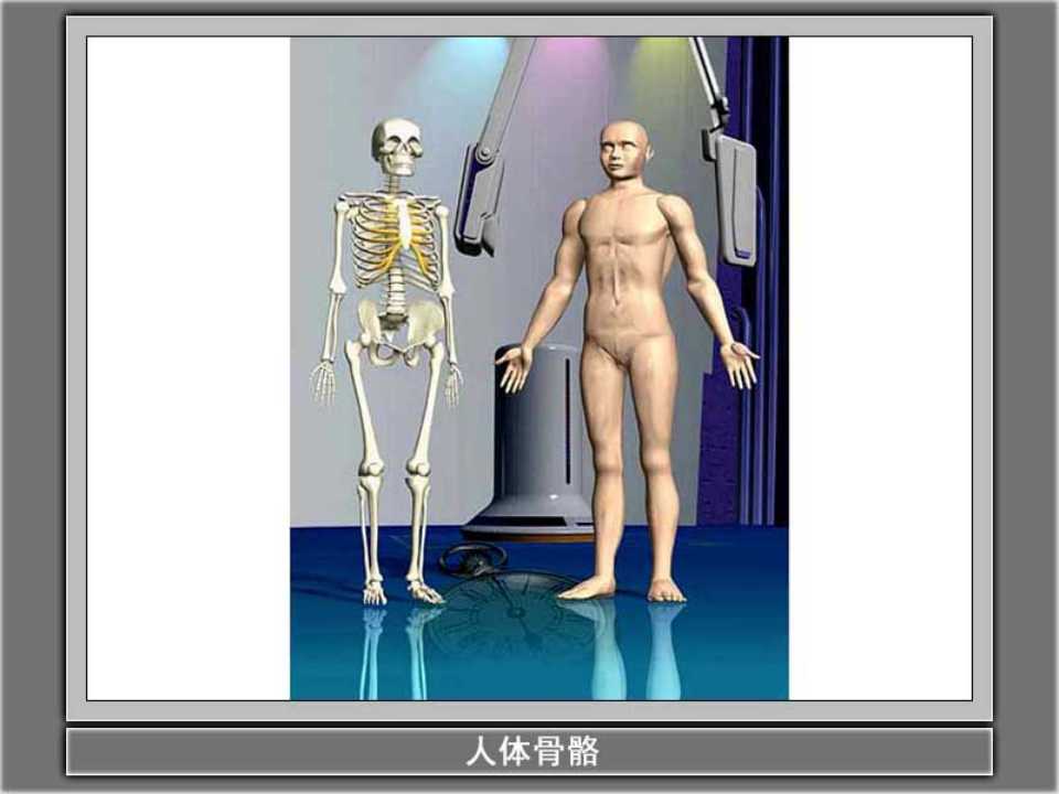 教科小学科学四上《4.2、骨骼、关节和肌肉》PPT课件5_16.png