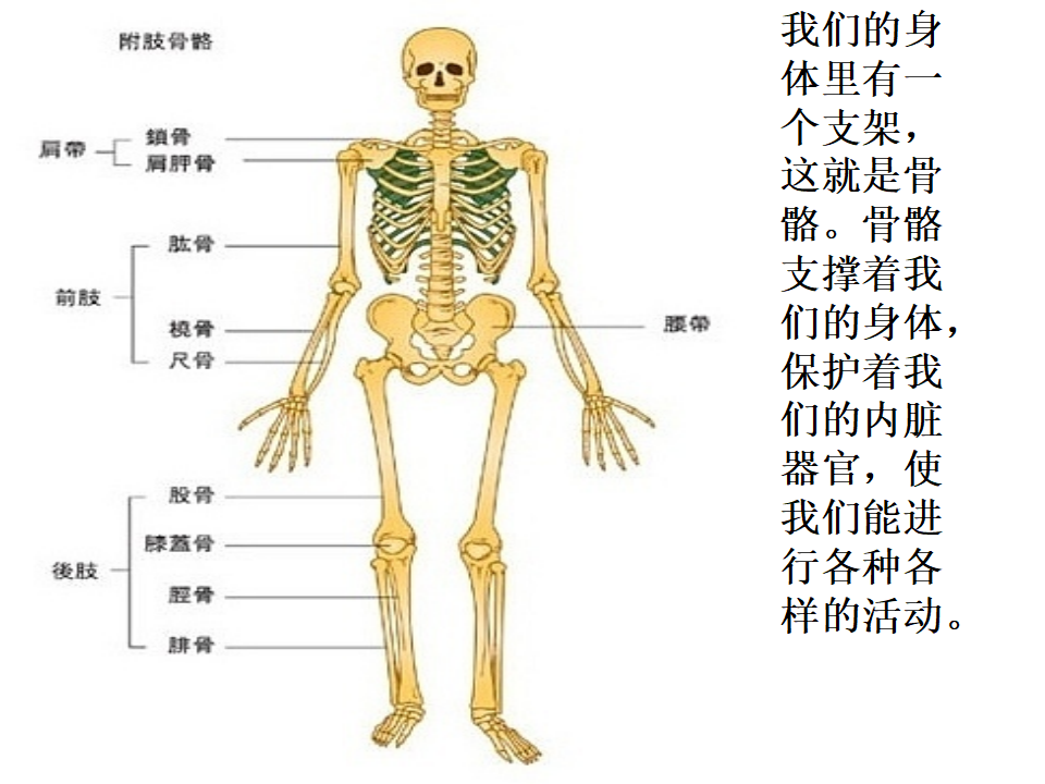 教科小学科学四上《4.2、骨骼、关节和肌肉》PPT课件5_15.png
