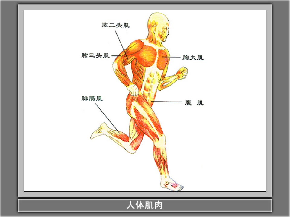 教科小学科学四上《4.2、骨骼、关节和肌肉》PPT课件5_20.png