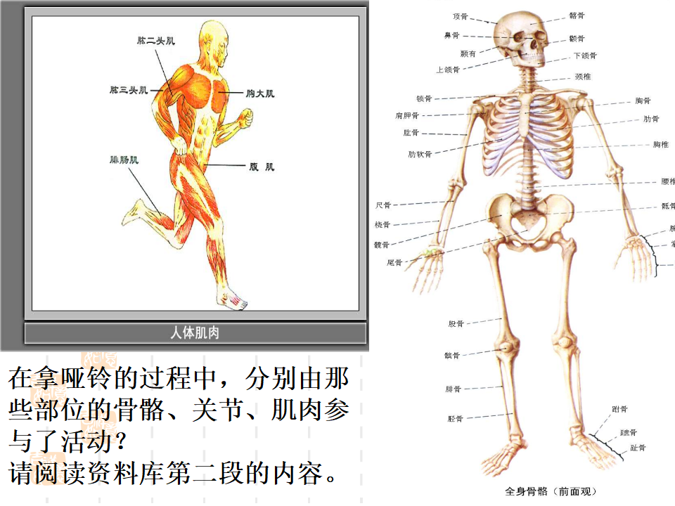 教科小学科学四上《4.2、骨骼、关节和肌肉》PPT课件4_20.png