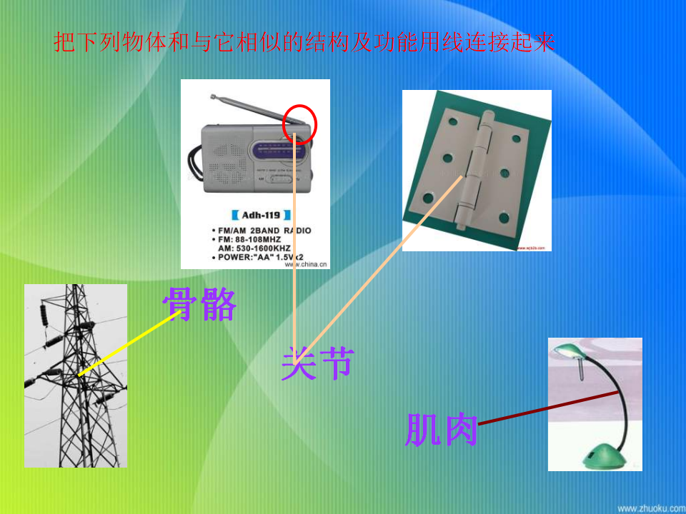 教科小学科学四上《4.2、骨骼、关节和肌肉》PPT课件3_13.png