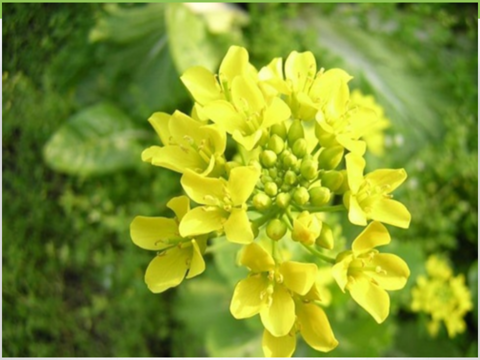 《油菜花开了》探究课件_07.png