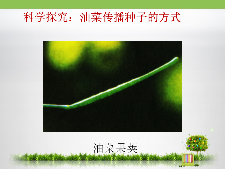 《把种子散播到远处》探究课件_03.png