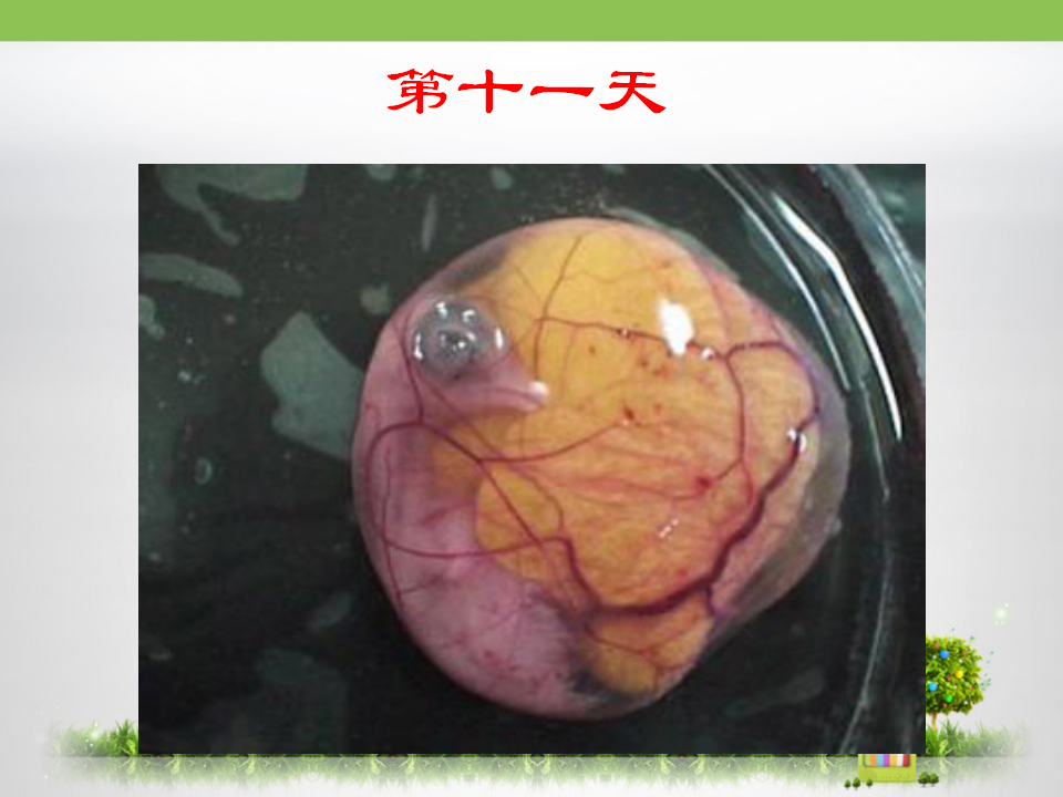《动物的卵》探究课件_18.png