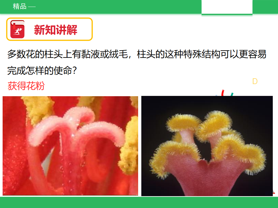 3、花、果实和种子 精品课件_14.png