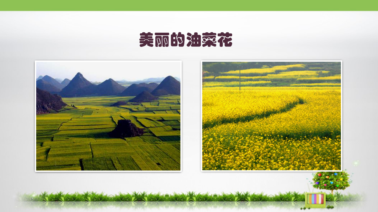 1.解剖油菜花_02.png