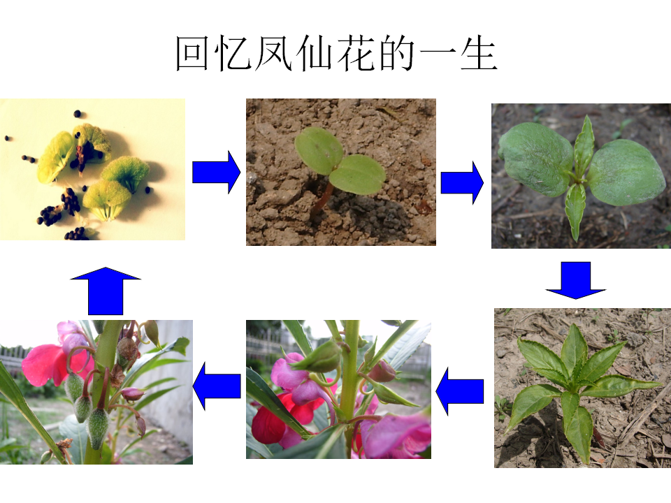 种子发芽实验一_02.png