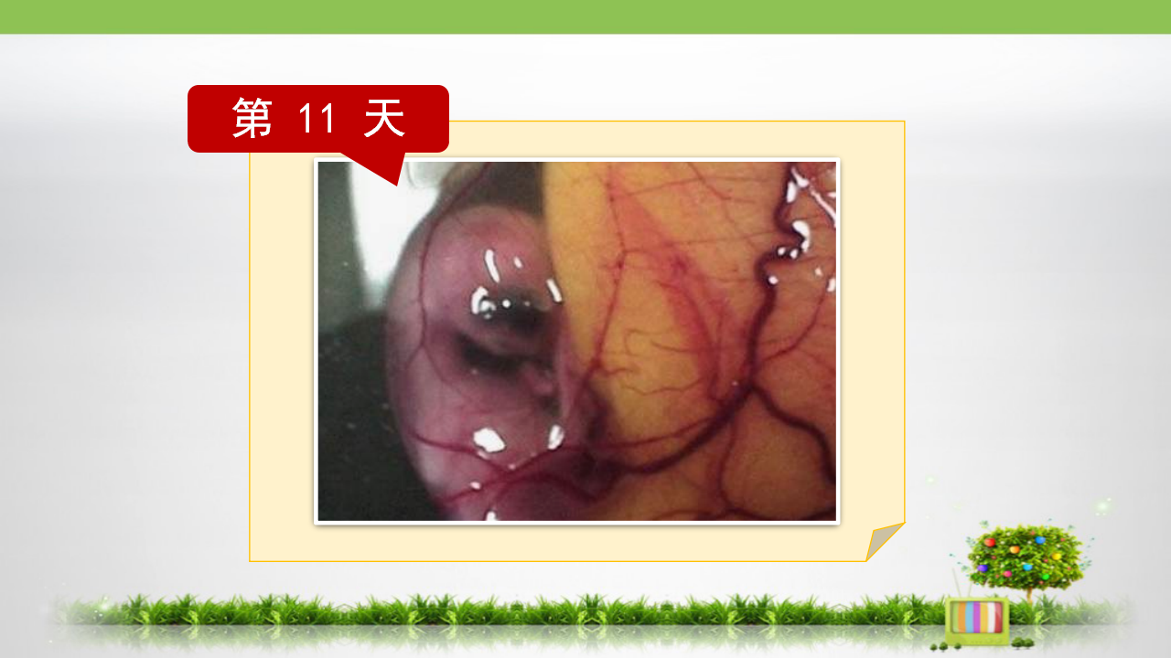 5.卵的孵化_16.png