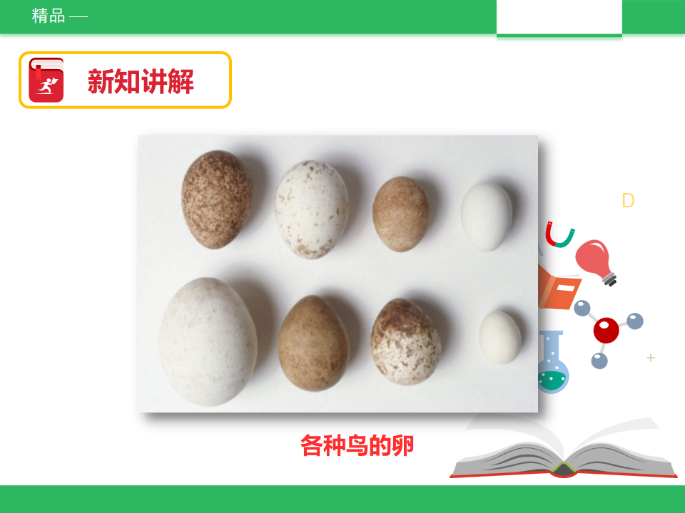 教科版四年下科学第二单元第六课时《动物的卵》课件_08.png