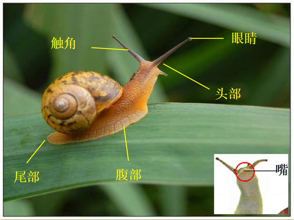 教科小学科学四上《4.1、身体的结构》PPT课件3_08.png