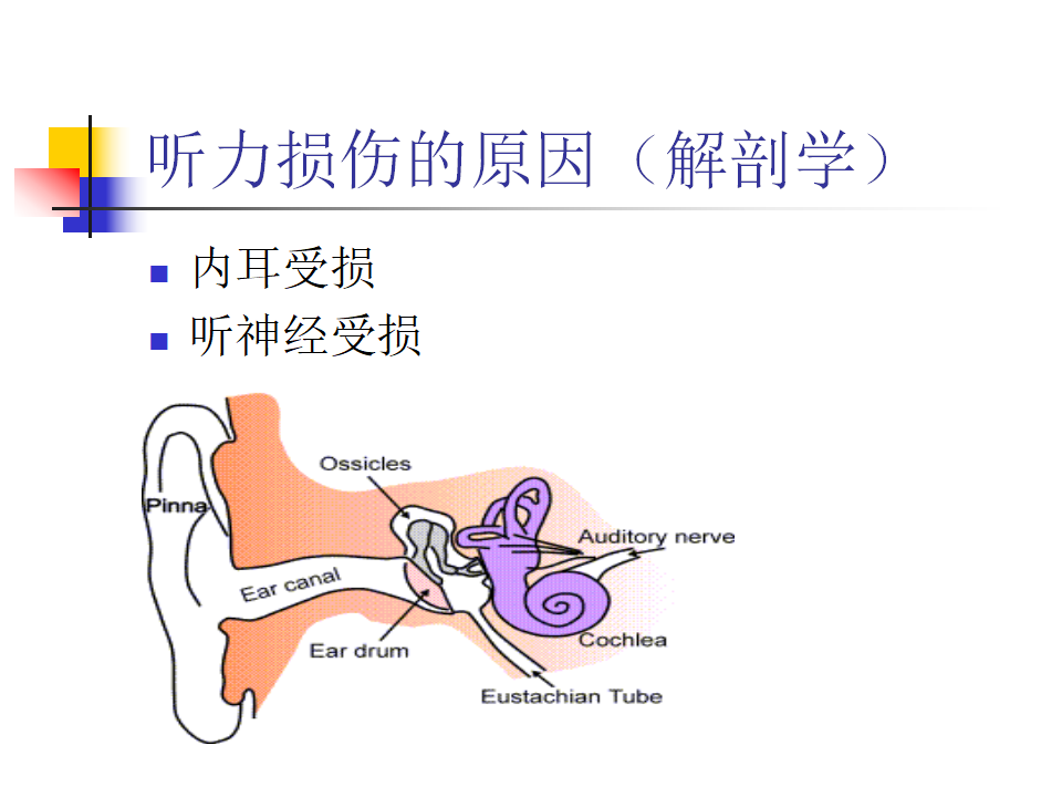 教科小学科学四上《3.7、保护我们的听力》PPT课件2_06.png