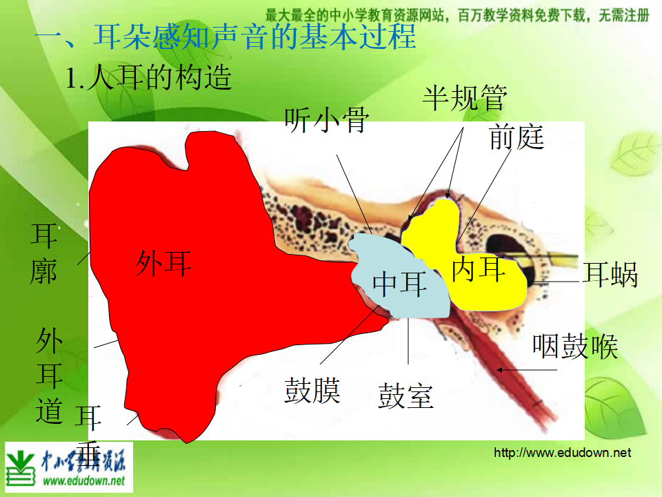 教科小学科学四上《3.6、我们是怎样听到声音的》PPT课件6_04.png