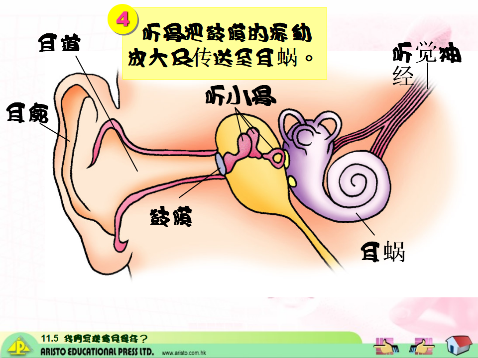 教科小学科学四上《3.6、我们是怎样听到声音的》PPT课件1_13.png