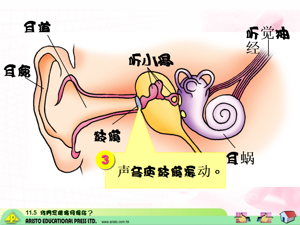 教科小学科学四上《3.6、我们是怎样听到声音的》PPT课件1_12.png