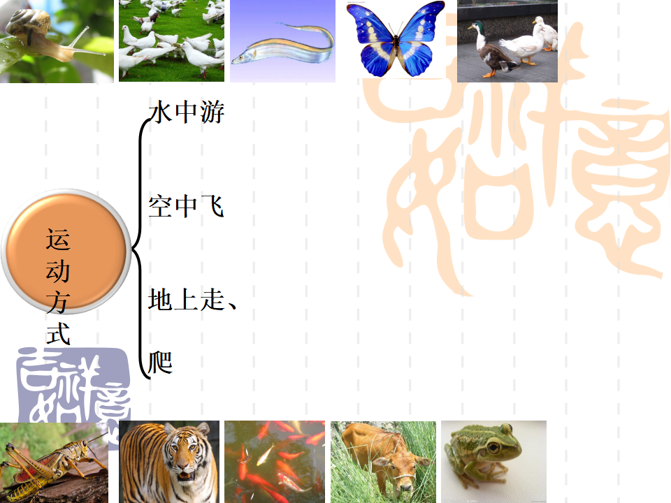 六上四4种类繁多的动物_12.png