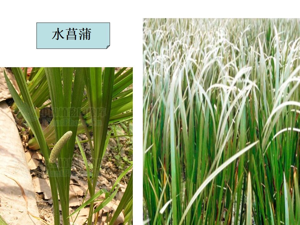 六上四3多种多样的植物_37.png