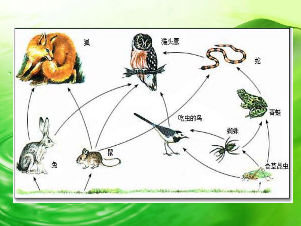 《维护生态平衡》PPT课件_03.png