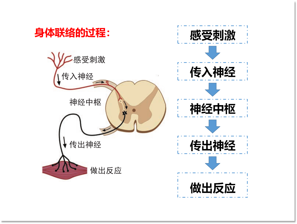 4.5.身体的“联络员”（课件含练习32张PPT）_15.png