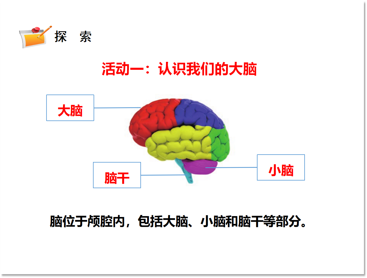 4.4.身体的“总指挥”（课件含练习32张PPT）_05.png