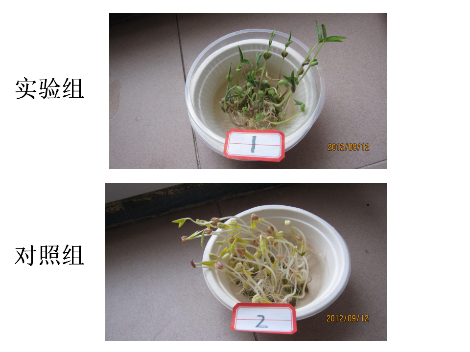 1-2种子发芽实验二_26.png