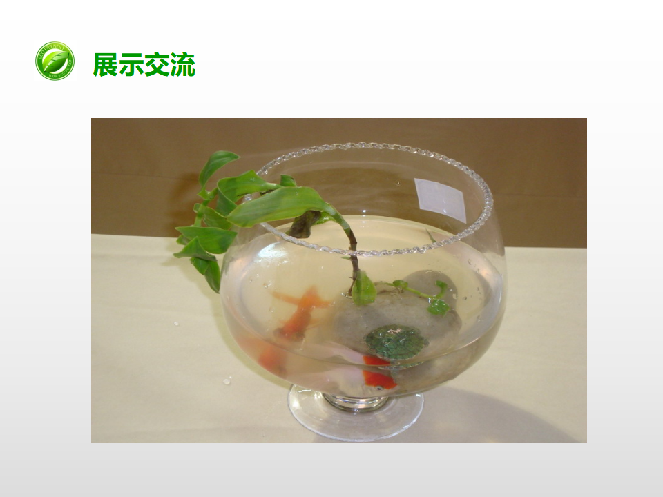 第一单元第六课《做一个生态瓶》（课件）_15.png