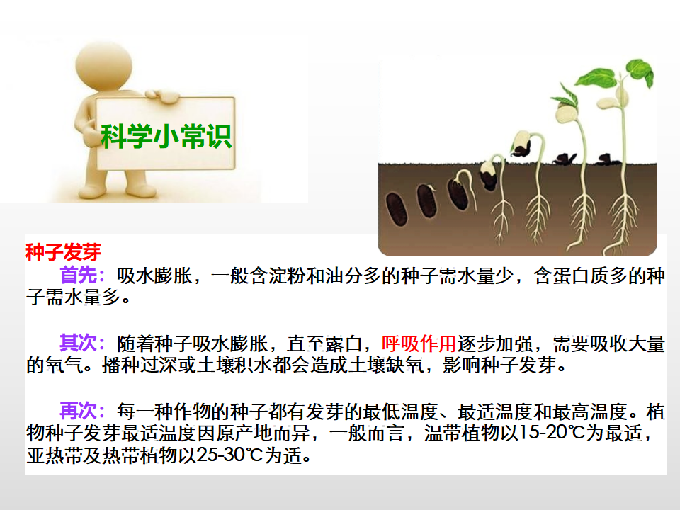 第一单元第二课《种子发芽实验（二）》（课件）_12.png