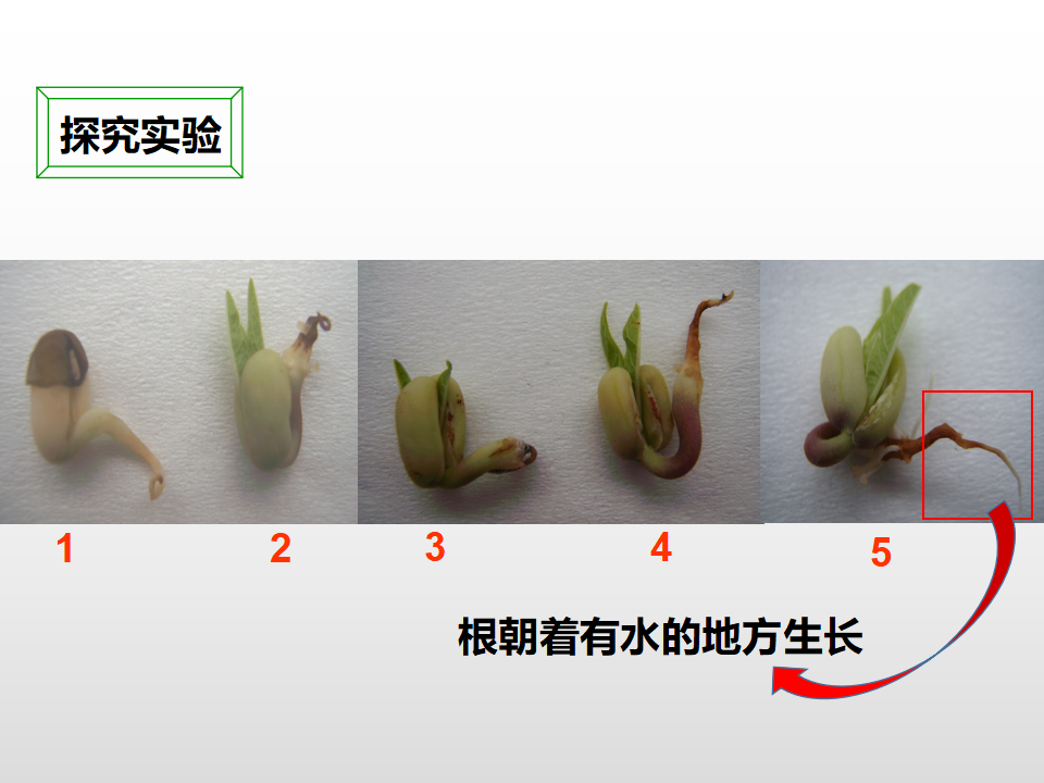 第一单元第三课《观察绿豆芽的生长》（课件）_11.png