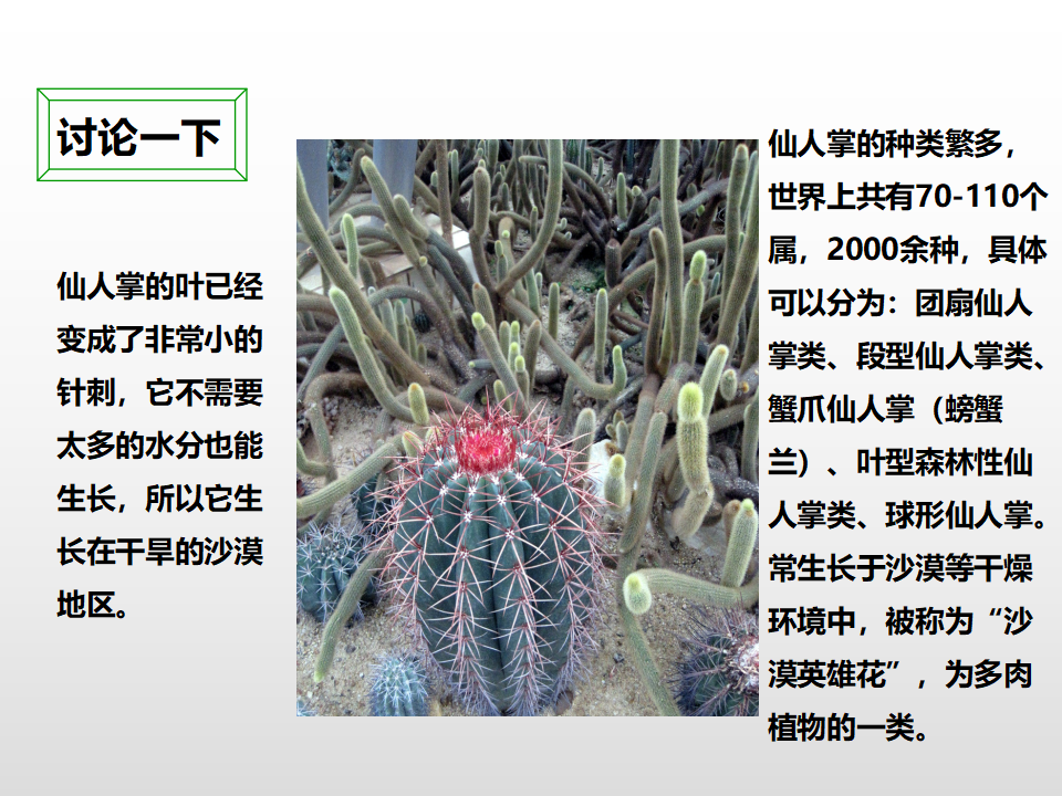 第一单元第三课《观察绿豆芽的生长》（课件）_18.png