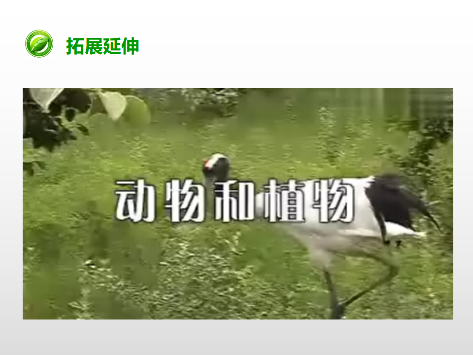 第一单元第七课《改变生态瓶》（课件）_18.png