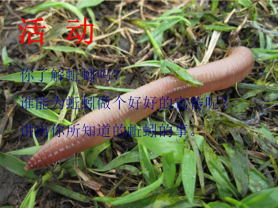 蚯蚓的选择_02.png