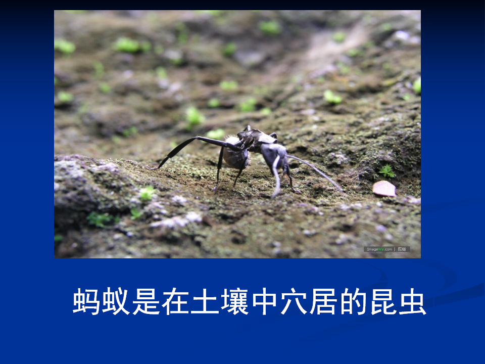 土壤中有什么ppt[1]._12.png