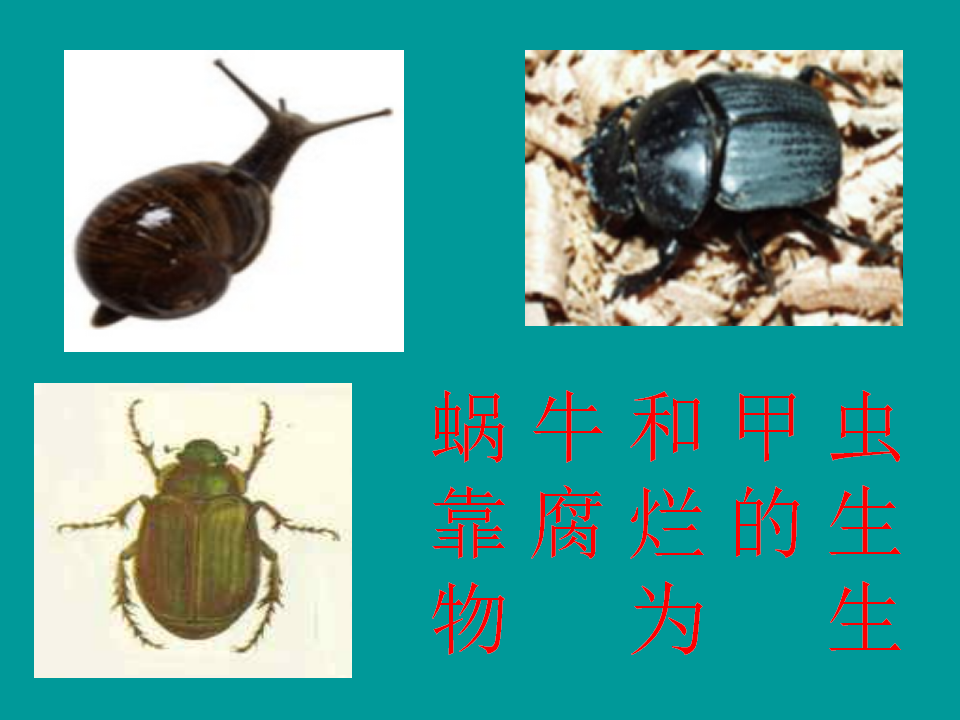 土壤中有什么_11.png