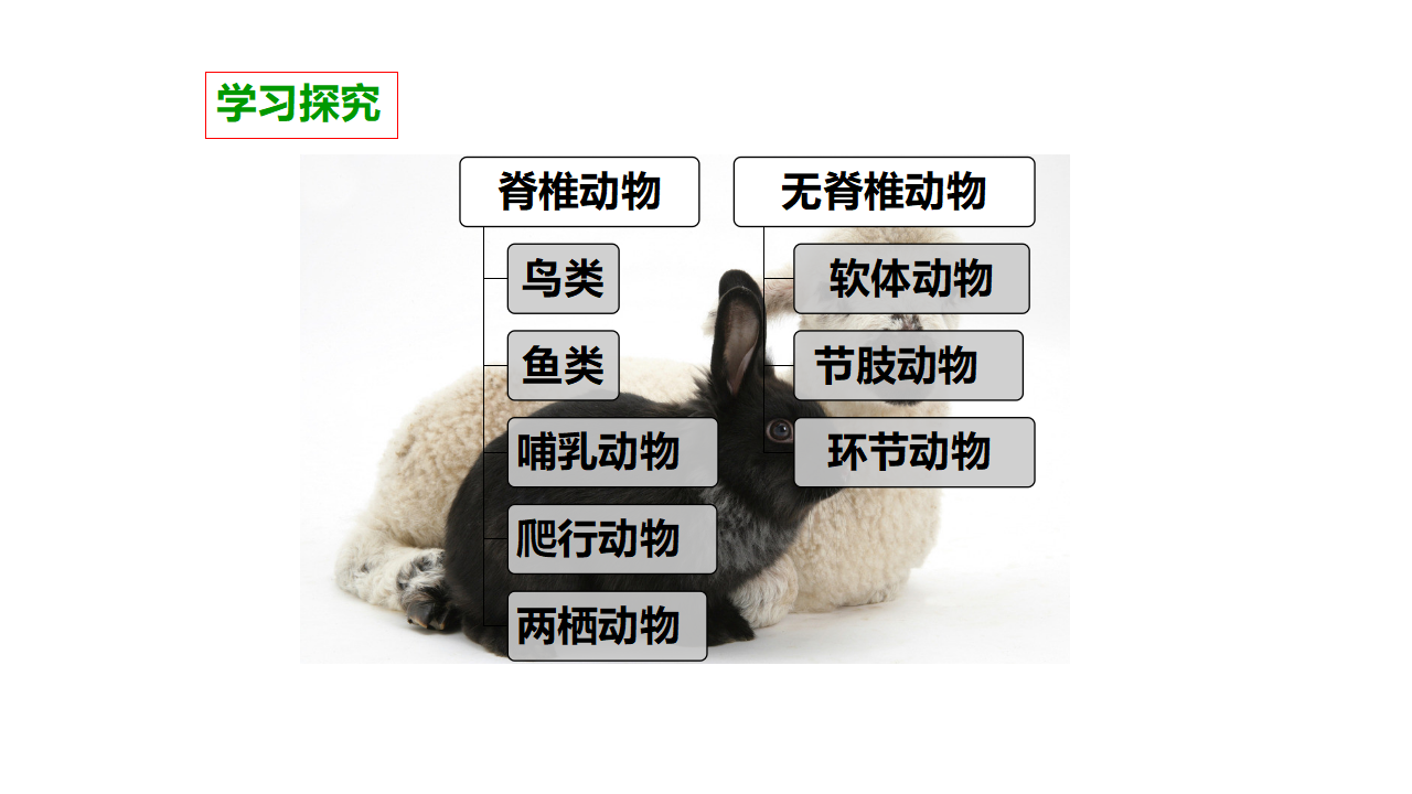 第四单元第四课《种类繁多的动物》（课件）_12.png