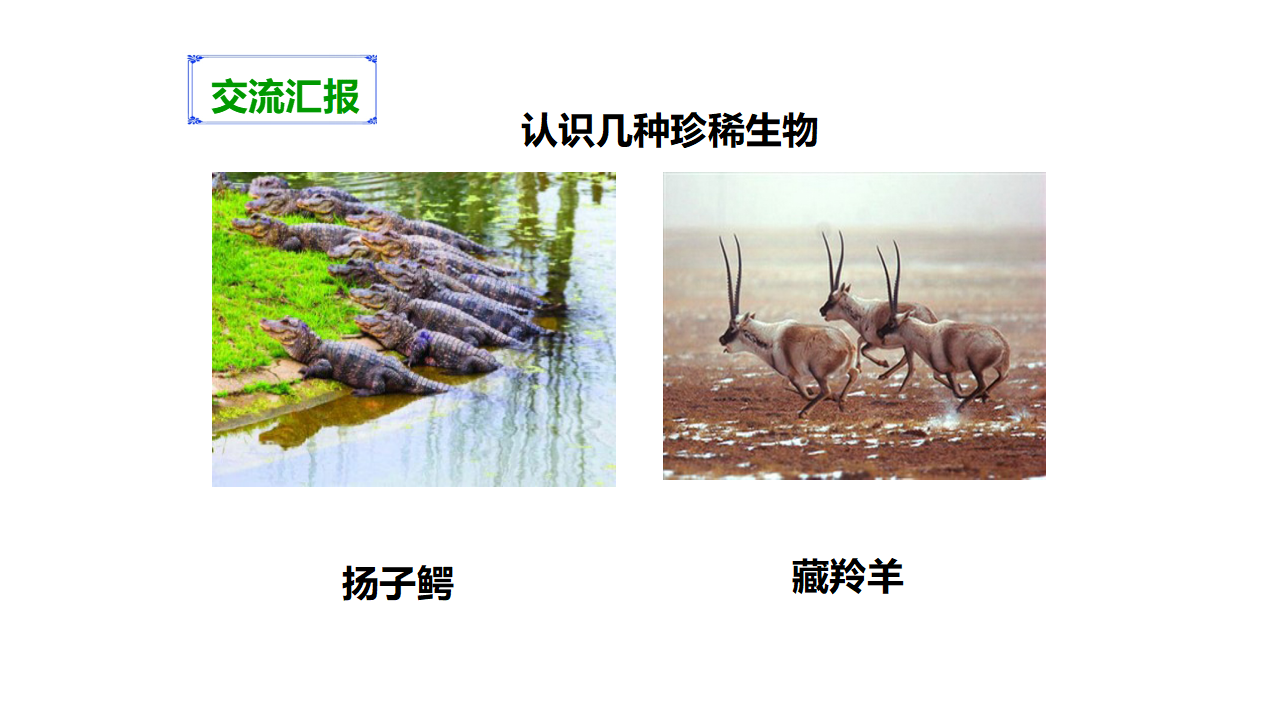 第四单元第二课《校园生物分布图》（课件）_14.png