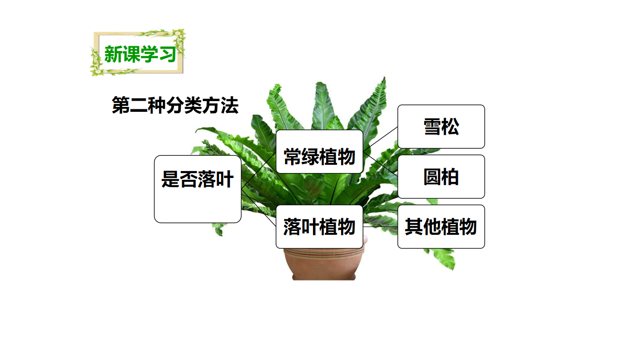 第四单元第三课《多种多样的植物》（课件）_14.png