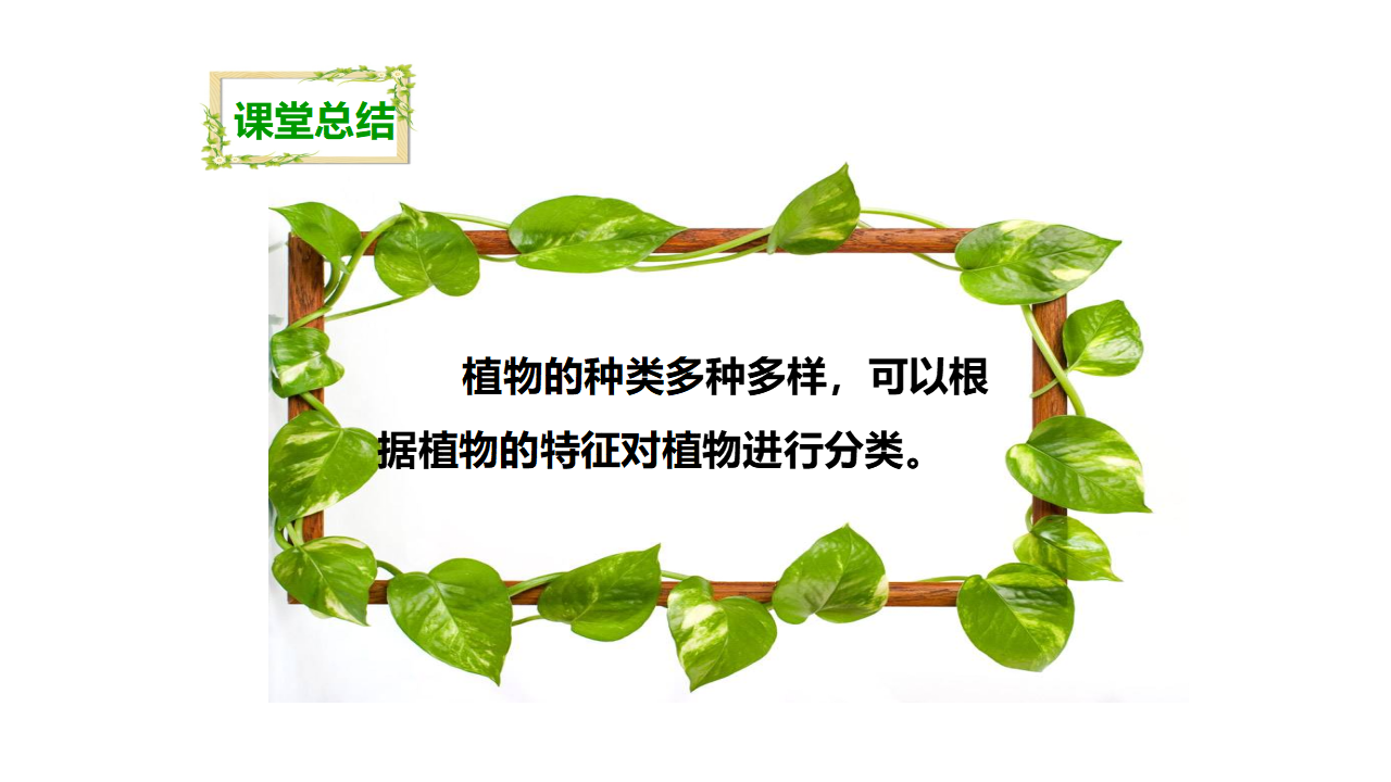 第四单元第三课《多种多样的植物》（课件）_23.png