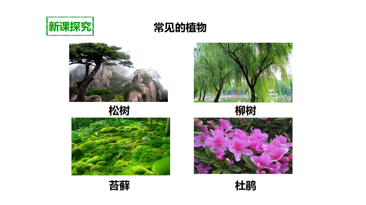 第一课《校园生物大搜索》（课件）_09.png