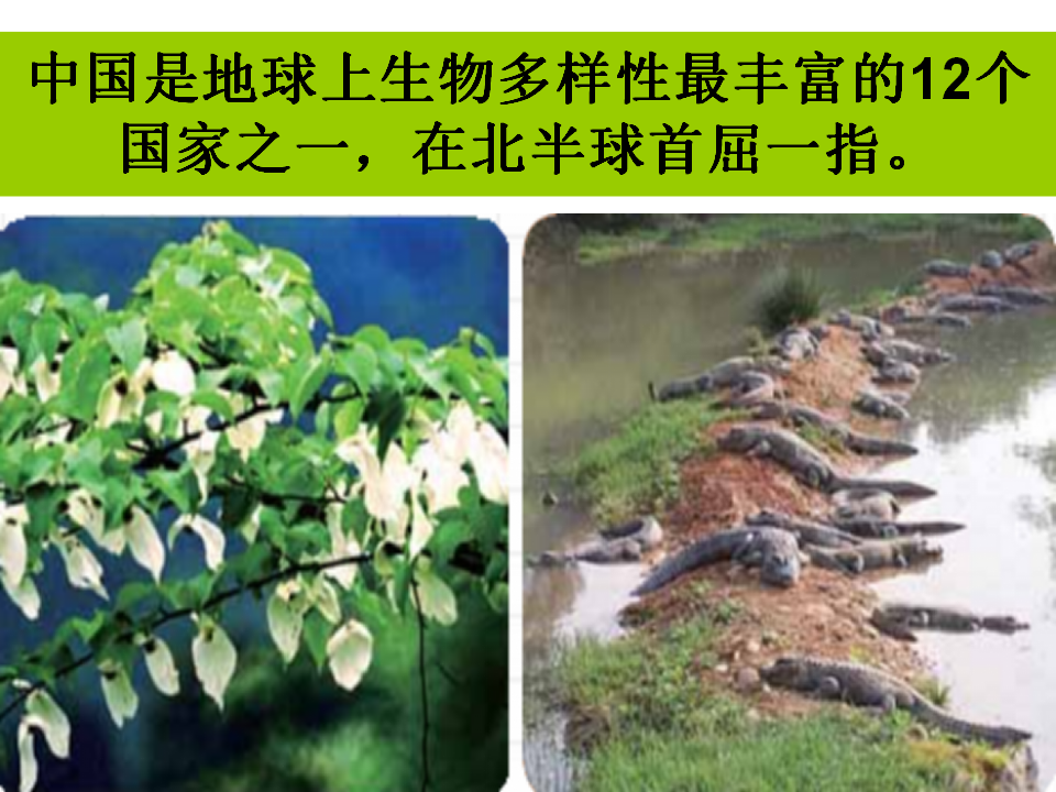 教科版科学六年级上册《生物多样性的意义》PPT_18.png
