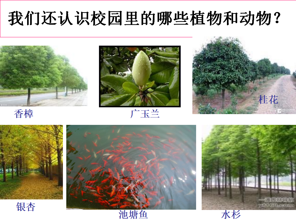 教科版科学六年级上册《校园生物大搜索》PPT_08.png