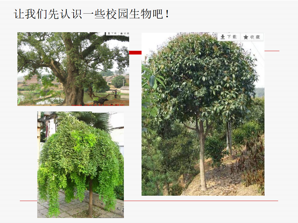 教科版科学六上《校园生物大搜索》_02.png