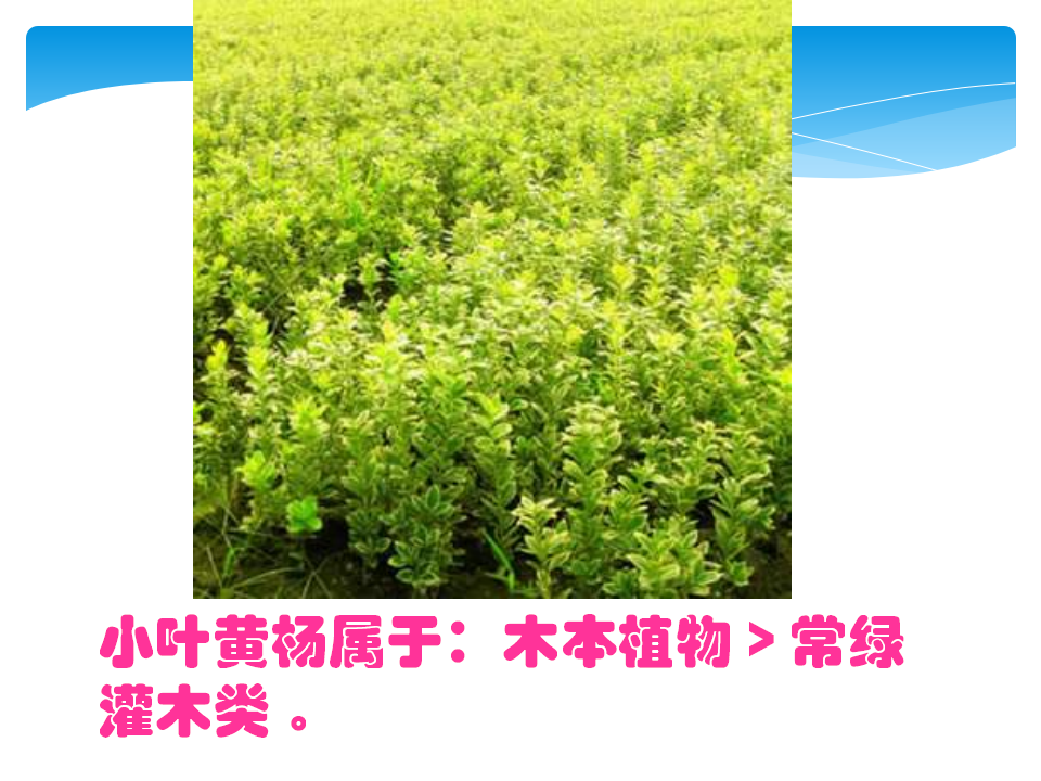 教科版科学六上《多种多样的植物》_2_05.png