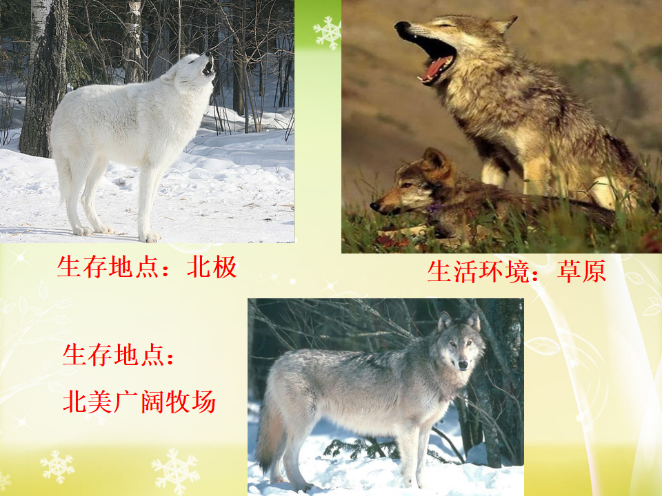 六年级上册科学谁选择了它们_23.png