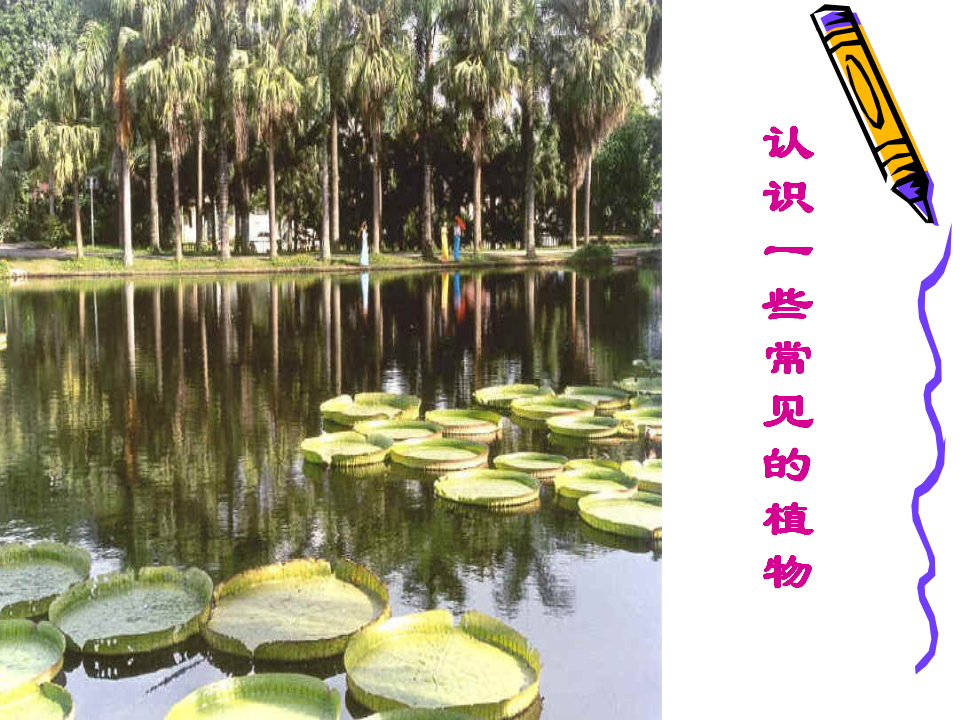 六上科学多种多样的植物_01.png