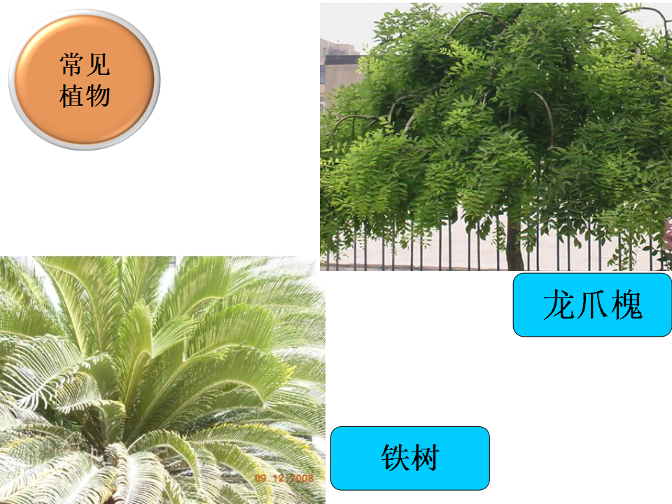 六上四1校园生物大搜索_13.png