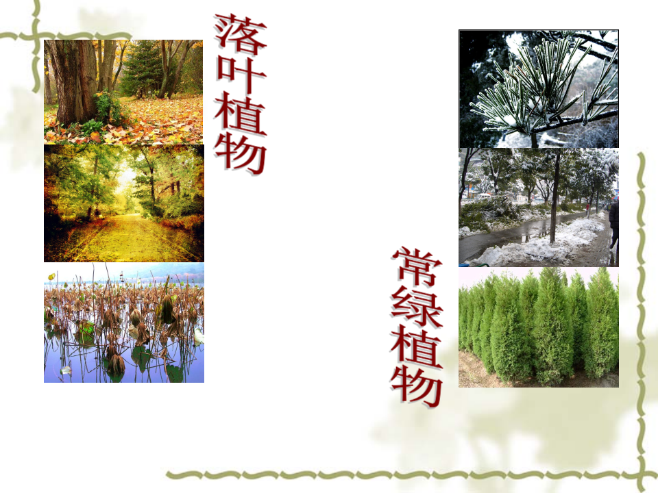六上4.3多种多样的植物_05.png