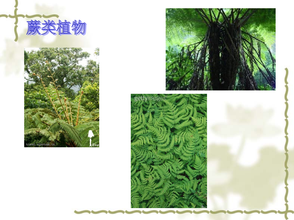 六上4.3多种多样的植物_14.png