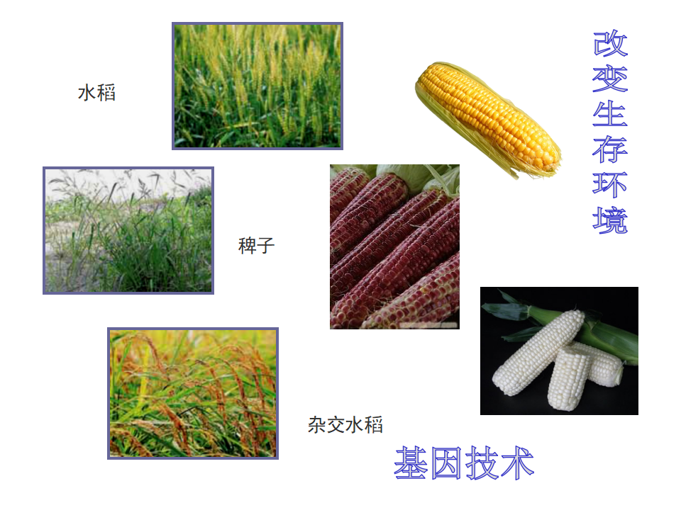 六上47谁选择了它们_08.png